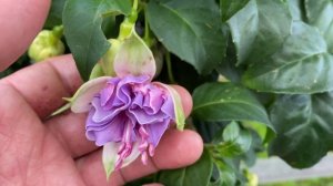 Коллекция фуксий Татьяны Секориной, обзор сада под Питером.