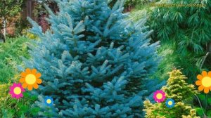 Ель колючая Супер Блю. Краткий обзор, описание характеристик picea pungens Super Blue