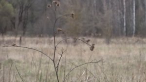 Большой Лось перегородил мне дорогу в Припять. Встреча с дикими животными Зоны отчуждения.