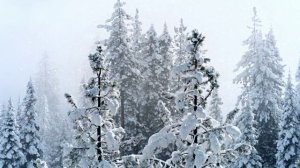 Футаж. Зимний пейзаж 77