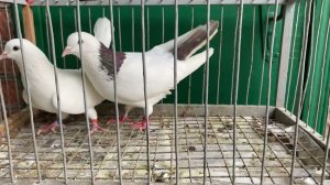 Бакинские голуби ️ Старопородные #Baku Pigeon️