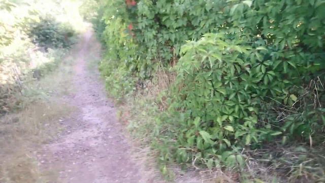 Как найти листья дуба, для воды в аквариум. 🍁🍁🍁👨🏫👨🏫👨🏫 смотреть онлайн