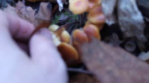 Опенок ложный гриб - ядовитый гриб или не съедобный гриб. Ложные опята легко спутать со съедобными.