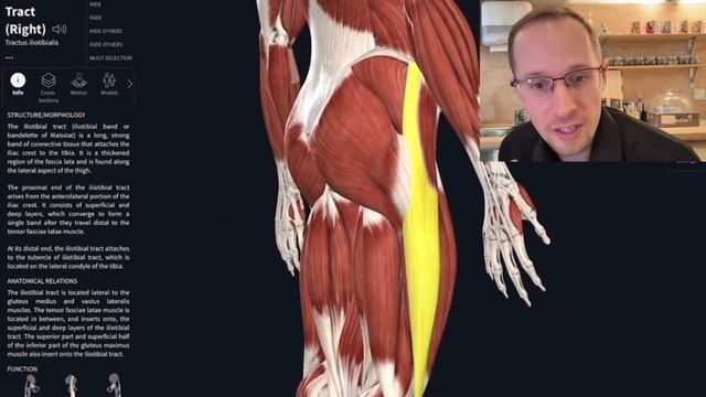 Анатомия фигуры человека. смотреть онлайн