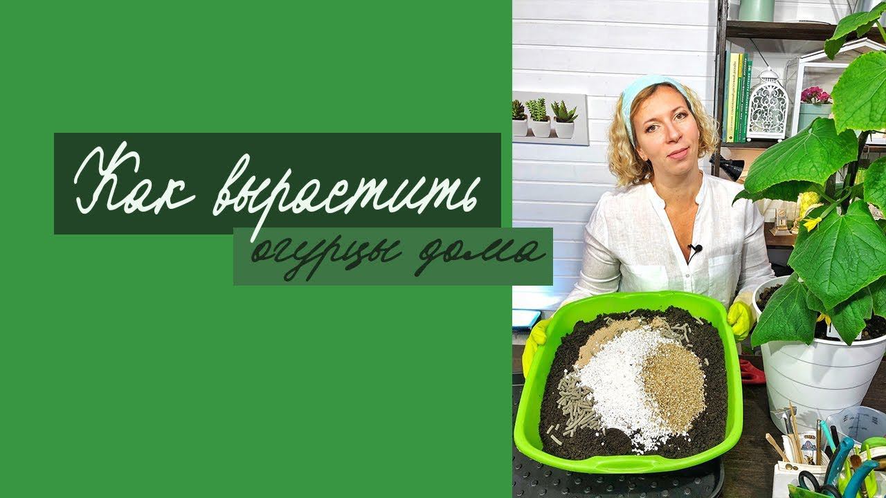 Как вырастить огурцы дома?