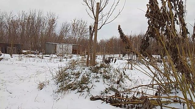 Посадка плодовых деревьев на холмы. Нюансы посадки на холм. смотреть онлайн