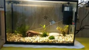 Перезапуск Аквариума 20 литров.