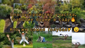 Благоустройство участка, рабочие будни в садуКто же самая голубая?  Июнь 2023 год