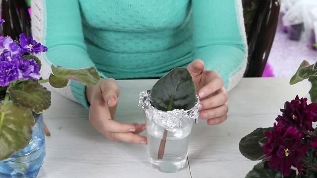 Как удобно укоренять фиалки ! Несколько полезных способов !