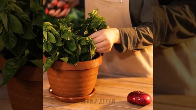 Как вырастить растения дома.