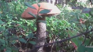 Грибы и ягоды.