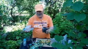 Зеленое черенкование. Как размножить? В какие сроки?