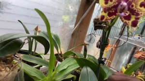 OCTOBER 2021 ORCHID COLLECTION UPDATE