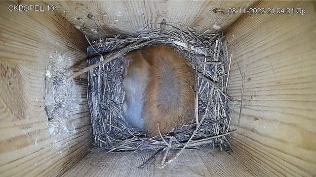 Беспокойный сон белочки #Калуга Россия смотреть онлайн