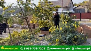 Сбор мимозы в Адлере. Погрузка мимозы в Новосибирск. Мимоза оптом.