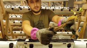 ПРАВИЛЬНАЯ ПОСАДКА КЛУБНИКИ