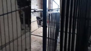 Вальер для 2 собак, гончих, охотничих . Разборный из 8 частей