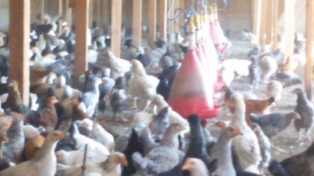 Птицеферма , Новая Мака (дагестан) Россия смотреть онлайн