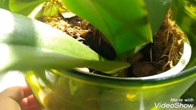 ? Что же выросло у орхидеи: КОРЕНЬ, ЦВЕТОНОС ИЛИ ДЕТКА?? смотреть онлайн