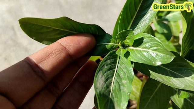 Hybrid Sadabahar k Seed se Kese Flower Atay h || hybrid Vinca Seeds | Hybrid Periwinkle Seeds