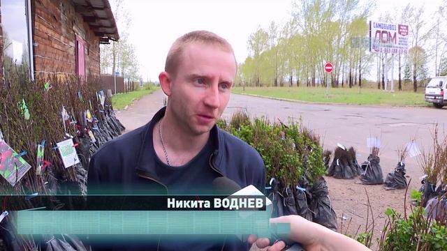 Саженцы