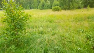 ОРГАНИЧЕСКИЙ МЁД ЧТО ЭТО, Настоящий дикий мёд.