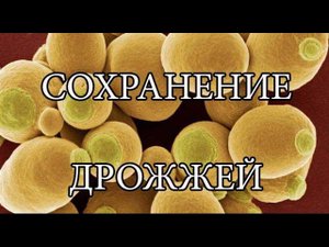 Как использовать дрожжи многократно. Сохранение дрожжей
