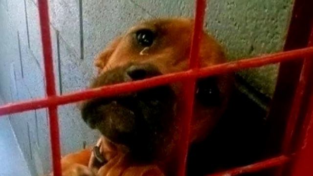 Фото собаки разлетелось по сети, а утром её жизнь кардинально изменилась! смотреть онлайн