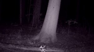 БАРСУКИ НА НОРАХ/КАДРЫ С ФОТОЛОВУШКИ ФИЛИН-120!!!