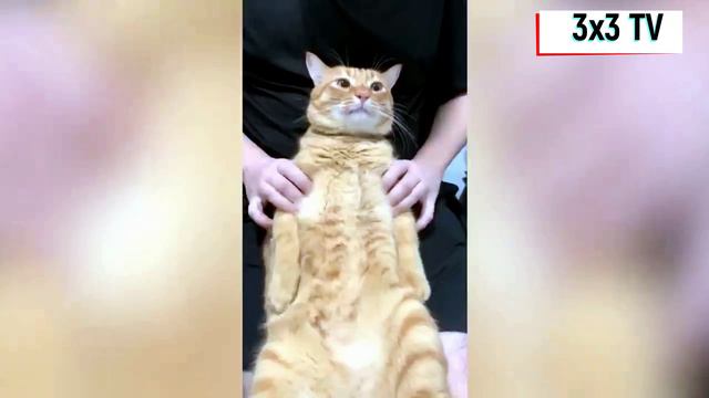 Лучшая подборка приколов с домашними животными смотреть онлайн