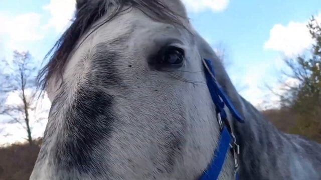 О том, как конь самоотверженно спасал свою непутевую хозяйку от жути металлической и рычащей смотреть онлайн