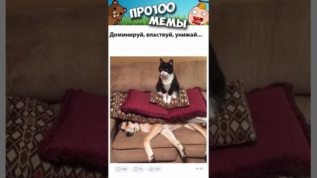 #мемы2022 #смешныекоты #мемы #приколы #мемыскотами #смешныекошки #shorts #котики #коты #про100мемы.