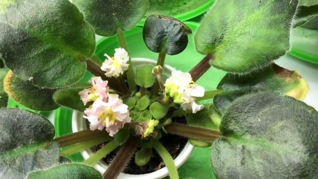 Селекция Фиалки часть 101 смотреть онлайн