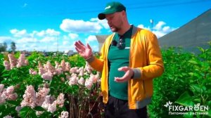 Классика ландшафтного дизайна в питомнике растений Fix Garden