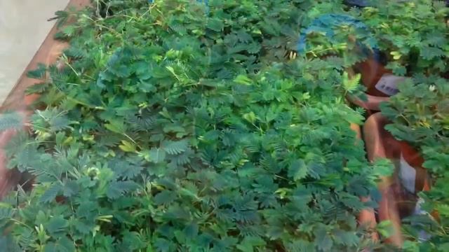 Le nostre piante animate! смотреть онлайн