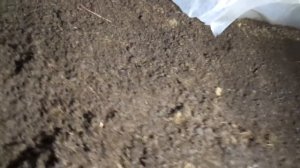 Переростки/Разведение червя дендробена