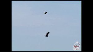 Озеро Айдаркуль. Рыбалка. Птицы Узбекистана.