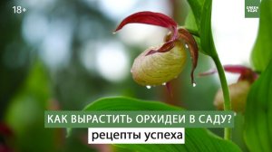 Как выращивать венерины башмачки. Все секреты того, как сложное сделать простым.