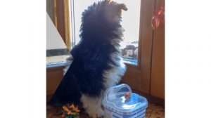 Йоркширский терьер. Щенок йорка в три месяца.