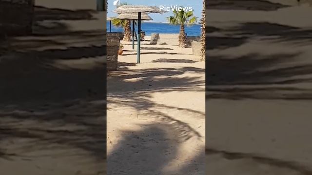 Египет. Сафага. Отель Lotus beach hotel. Какая погода на курорте сегодня 18 декабря 2023. Море, пляж
