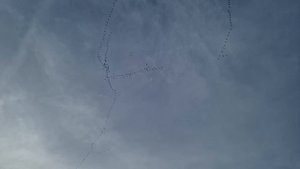 Футаж - журавли улетают на юг. Журавли на Рейне. 4К видео.