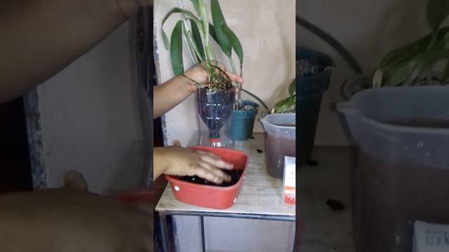 Cattleya na brita com semi Hidroponia смотреть онлайн