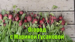 Совмещенные посадки - Огурцы в Редиске. Овощи соседи на одной грядке. Фасоль и Розы Цветут.
