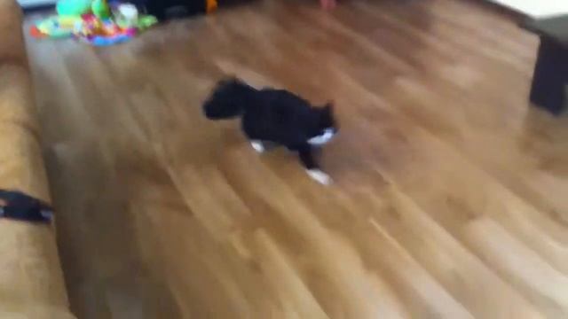 Быстрая кошка. Дубль 2. смотреть онлайн