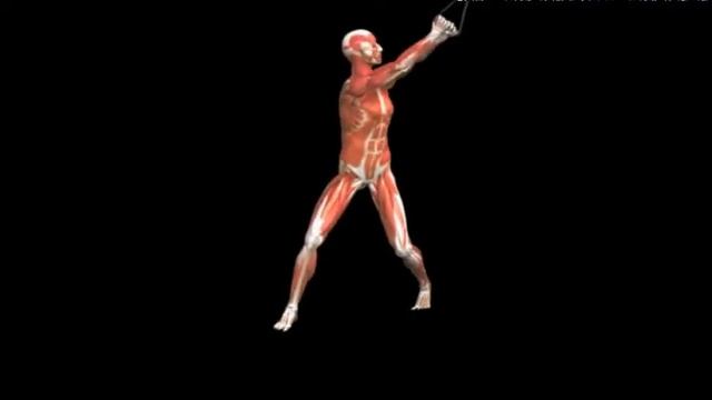 Упражнение дровосек на верхнем блоке Twist Down Cable смотреть онлайн