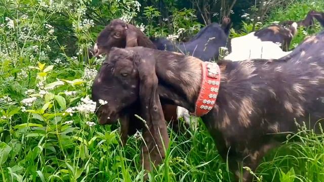 Завтрак Камори смотреть онлайн