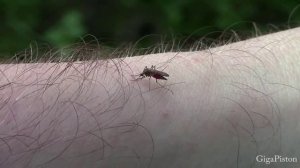 Как комар пьет кровь