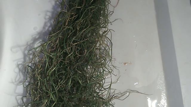 ТИЛЛАНДСИЯ  УСНЕЕВИДНАЯ  после полива _