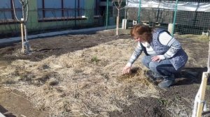 Укрыть клубнику на зиму без укрывного материала. Сено от кроликов - удобрение для клубники