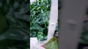 аглаонема Крит и другие